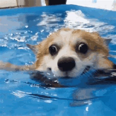 Share the best GIFs now >>>. . Dog swimming gif